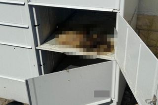 Kot zamknięty w automacie na paczki! Walczył o życie do ostatnich chwil