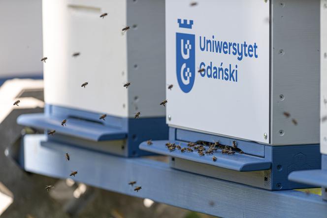 Uniwersytet Gdański ma własną pasiekę