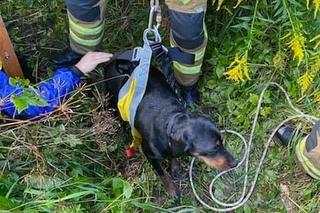 Ze studni słychać było przeraźliwe skomlenie. Misiek i Bonnie mieli wiele szczęścia