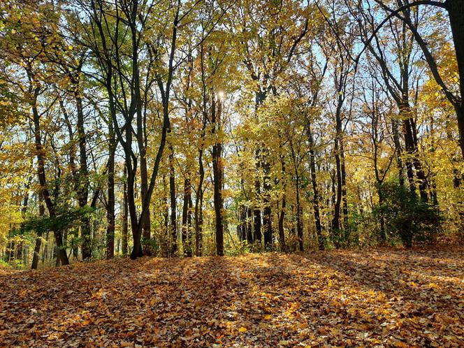 Park Miejski w Toruniu