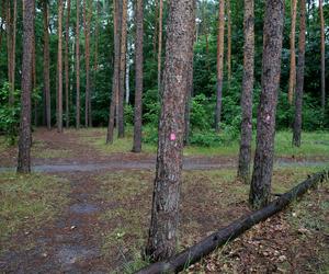 Wytną drzewa żeby zrobić Park Aktywności Rodzinnej. Mieszkańcy Wawra wściekli