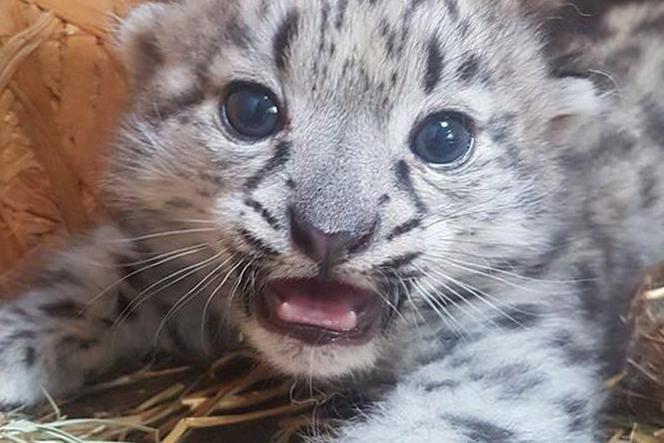 Kolejne narodziny w warszawskim zoo