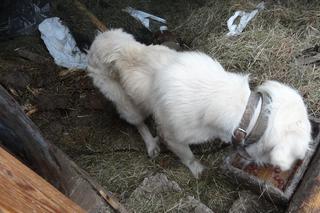 Owczarek podhalański został cudem uratowany. Właściciel nie dawał mu jedzenia, by głośniej szczekał