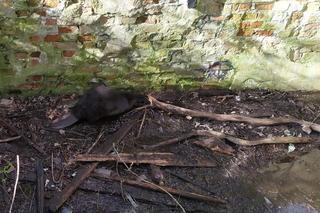 Bóbr uwięziony w piwnicy we Wrocławiu. Na ratunek ruszyły strażniczki miejskie