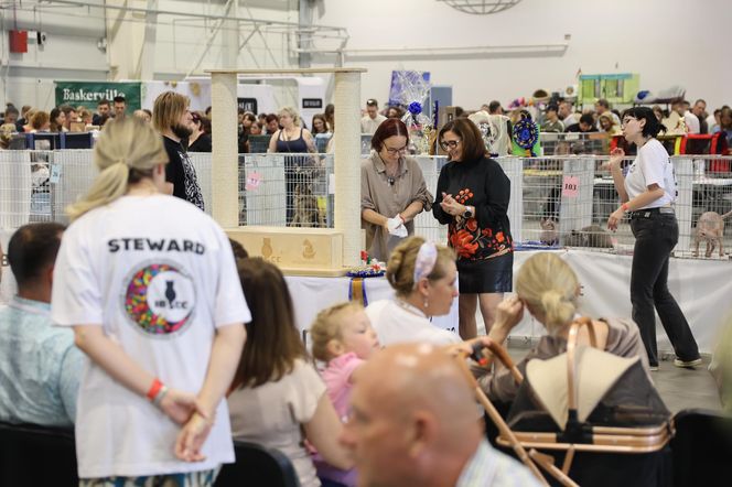 Wystawa kotów rasowych w Lublinie przyciągnęła tłumy!