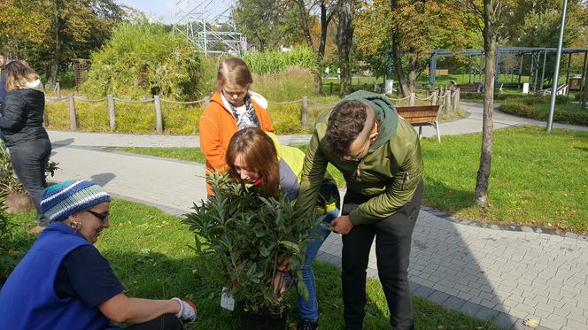 Pastwisko dla koni w Sosnowcu