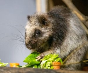 Wielkomysz wielce śliczna! Gotowa do pozowania w nocnym świecie ZOO