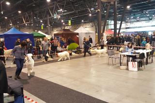 EXPO SILESIA DOG SHOW 2017