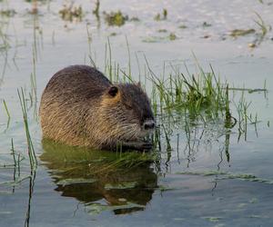 Pół Polski chciało ratować nutrie. Teraz jest na to szansa