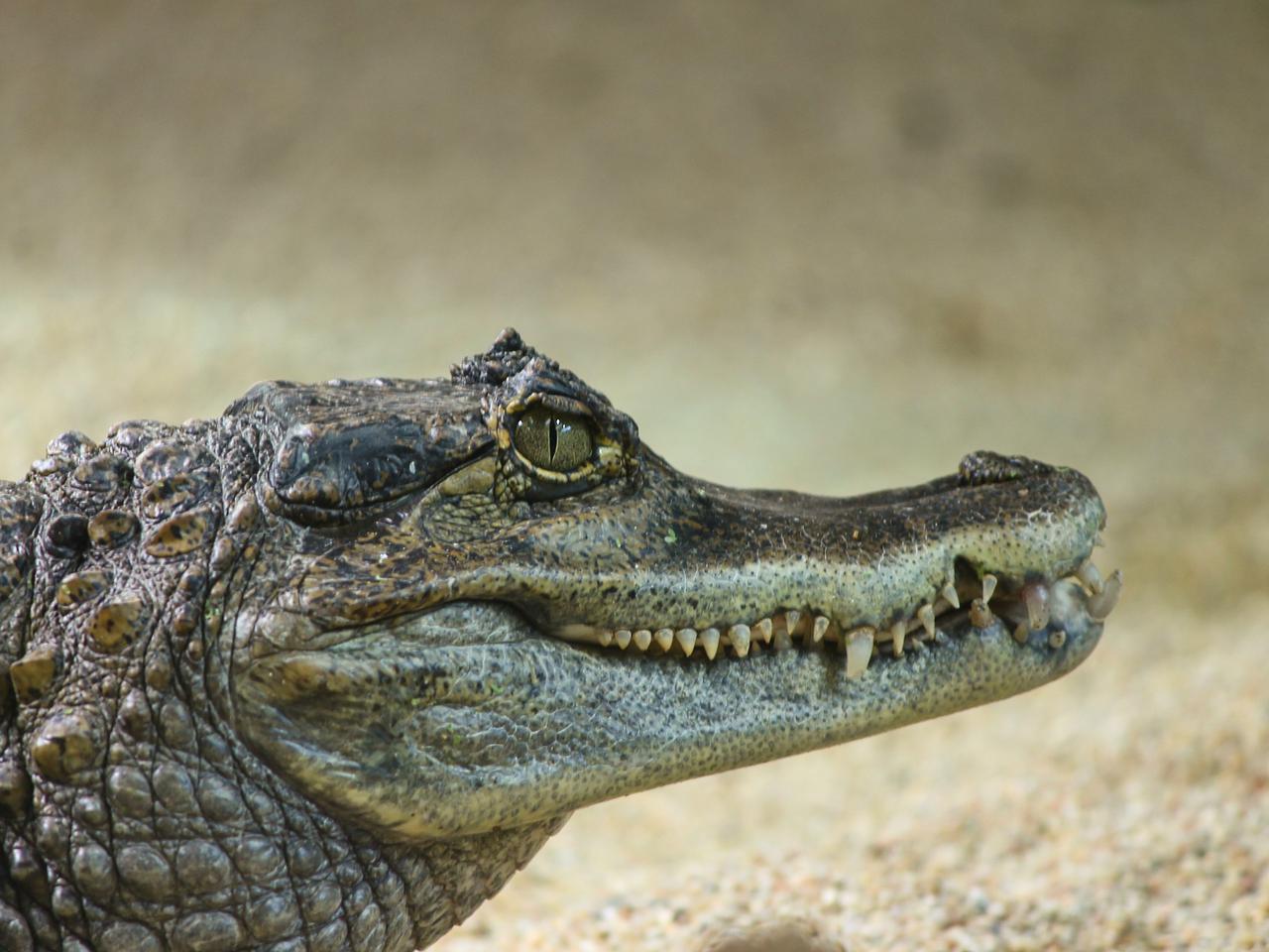 Poznańskie ZOO zaprasza na karmienie kajmanów!