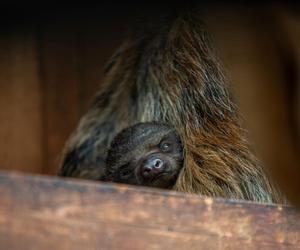 W Orientarium Zoo Łódź urodził się leniwiec