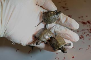 Nietypowe narodziny w Poznaniu. Wykłuło się 5 małych żółwików!