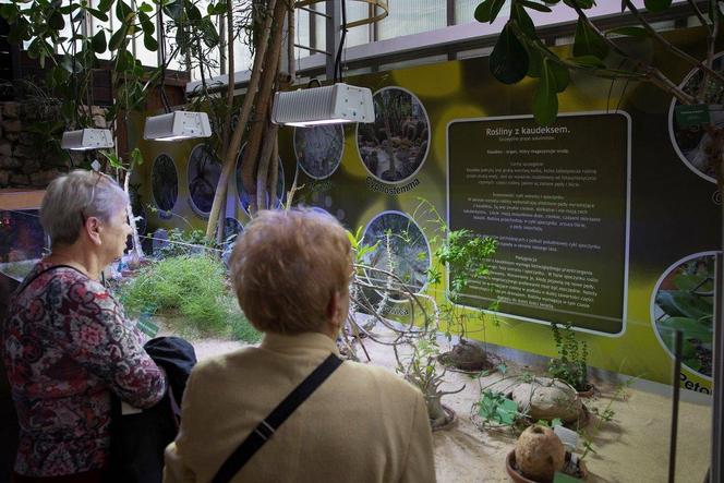 Gliwicka palmiarnia ma 100 lat! Jubileusz świętowano hucznie i na wesoło