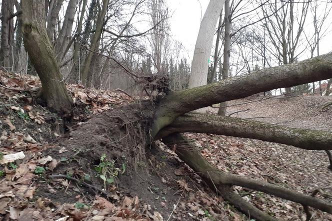 Złomy i wywroty pozostaną w poznańskich parkach