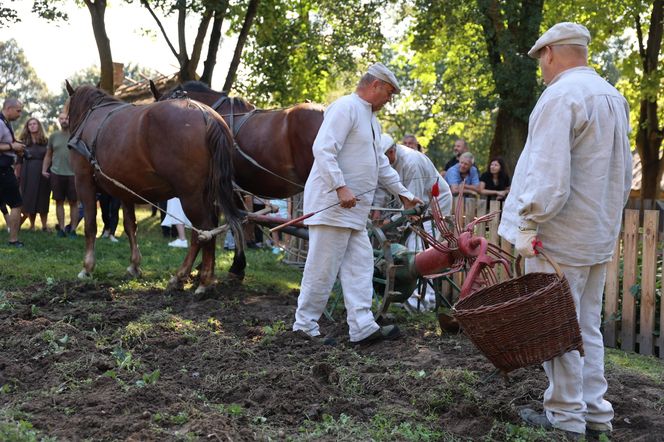 W skansenie w Lublinie pokazali, jak dawniej wyglądały wykopki kartoflane