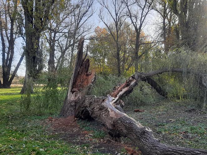 Skutki wichury we Wrocławiu