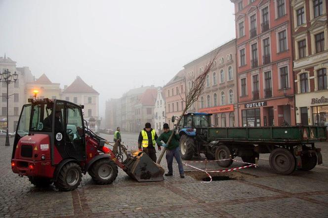 Sadzą drzewa na Rynku Nowomiejskim w Toruniu