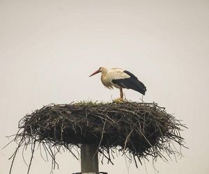 Koniec bocianich wakacji! Ornek pędził do Polski, aby uwić gniazdko dla ukochanej