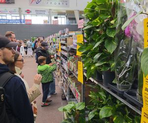 Festiwal Roślin znów zachwycił bydgoszczan! Setki gatunków i wyjątkowa atmosfera