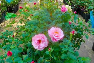 Kiermasz ogrodniczy na Wałach Chrobrego