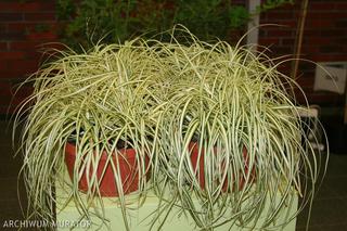 Turzyca oszimska ‘Evergold’ - Carex oshimensis ‘Evergold’