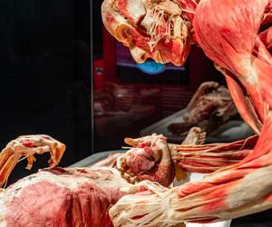 Kontrowersyjna wystawa Body Worlds wraca do Katowic. Zobaczymy ją w galerii Szyb Wilson