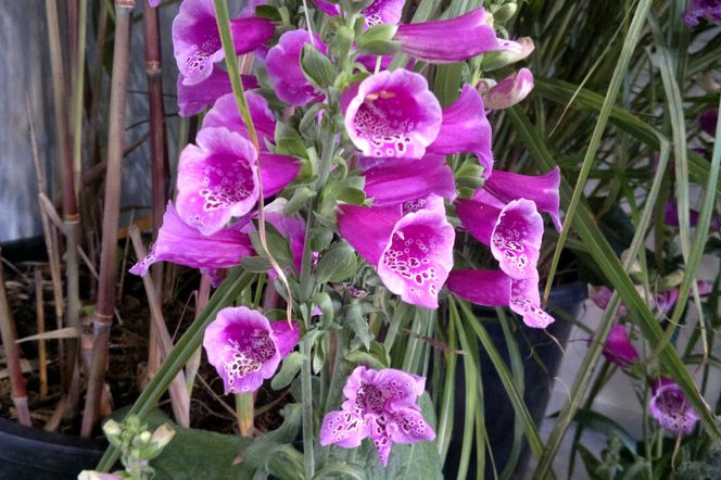 Naparstnica purpurowa