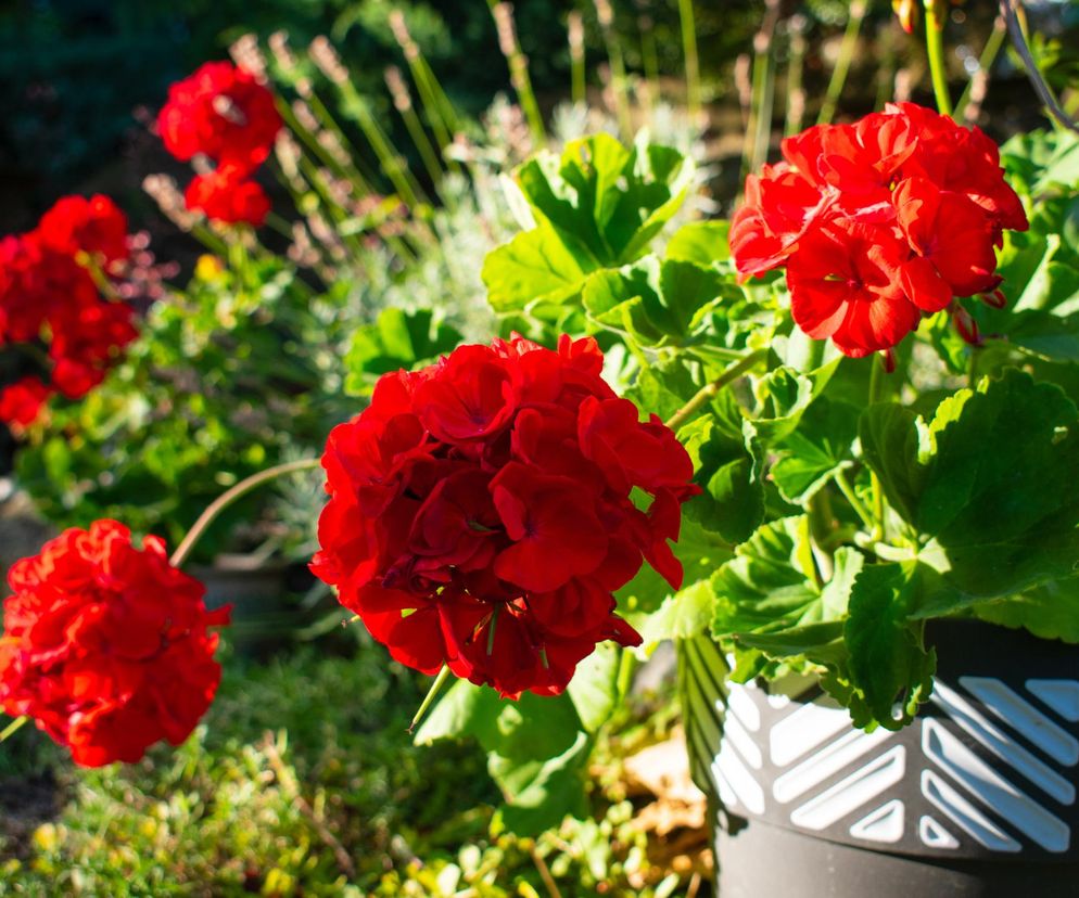 Zimowanie pelargonii