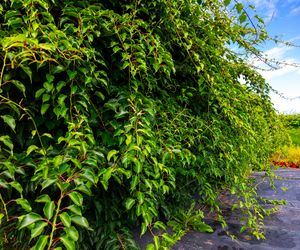 Dlaczego aktinidia nie owocuje?