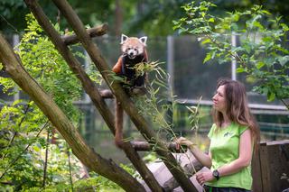 W sobotę w łódzkim ogrodzie zoologicznym obchodzony będzie Dzień Pandy!