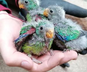 W zoo we Wrocławiu wykluło się pięć bardzo rzadkich papużek