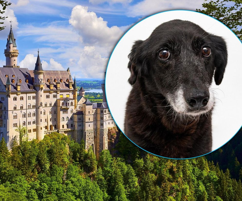 Zamknęła psa w szafce i poszła zwiedzać zamek. Zwierzę prawie umarło w upale