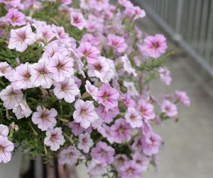 Kwiaty na słoneczny balkon