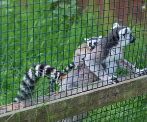 W tej wsi niedaleko Lublina jest więcej atrakcji turystycznych niż w niejednym mieście! Jest tu m.in. zoo