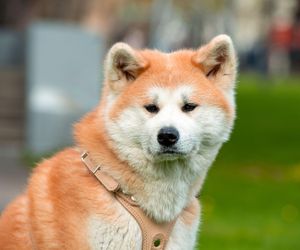 Akita Inu