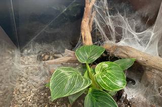 Wystawa pająków i skorpionów w Nowym Sączu