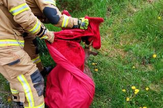 Strażacy pomogli uwięzionemu jelonkowi