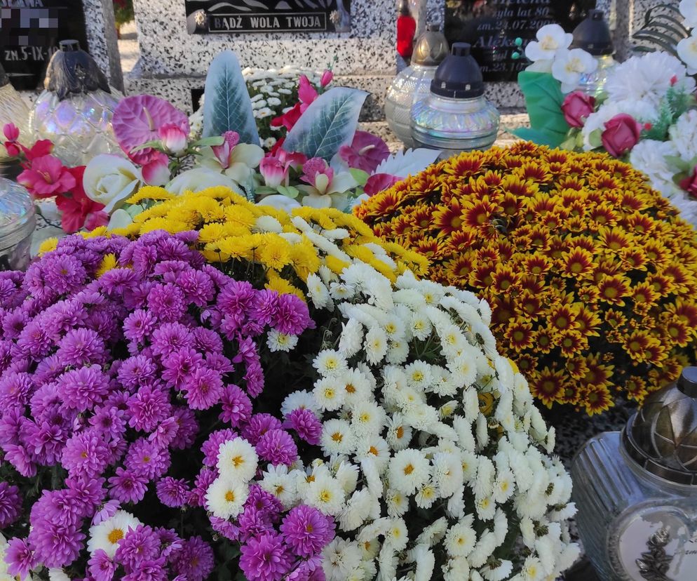 Wszystkich Świętych 2025. Co oznaczają żółte chryzantemy na grobach? To nie tylko dekoracja