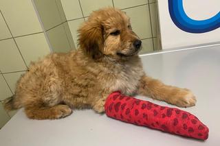 Wyrzucili Tosię bo miała chorą łapkę