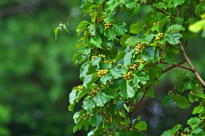 Został tylko rok na usunięcie go ze swojego ogrodu. Kary będą sięgać nawet miliona zł