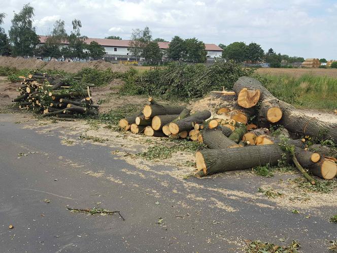 Były starsze od niejednego mieszkańca Leszna.  Z ul. Szybowników znikają dorodne lipy