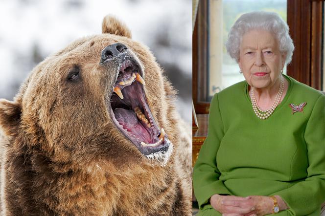 Niedźwiedzie i wilki na królewskich ziemiach! Elżbieta II przerazona?