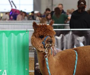 Tak wyglądał Zoopark 2024 w Lublinie! Zobacz zdjęcia