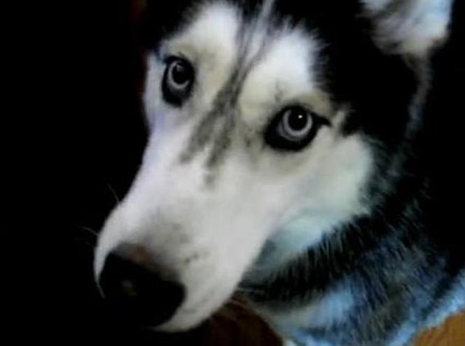 Mishka 2