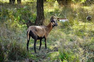 Miasto zatrudniło...owce. Wcześniej miały okres próbny. Teraz ich główne zadanie to kosić trawę