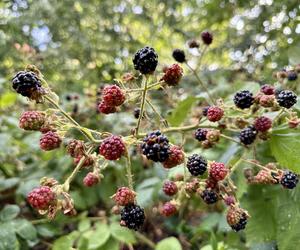 Sprzyjają odchudzaniu, poprawiają cerę, wspierają serce. Te mało znane owoce zaskakują korzyściami dla zdrowia