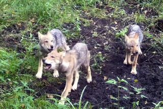 Wyją wilki pod Częstochową. Leśny Kawaler nagrał coś niesamowitego