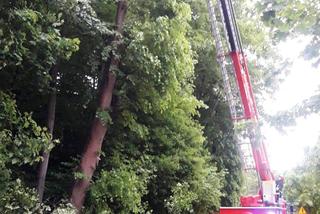 Huraganowy wiatr złamał lipę, jak zapałkę. Drzewo spadło na samochód Ukraińców