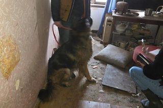 Psy w tragicznych warunkach