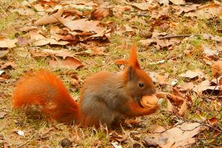 W Parku Zachodnim we Wrocławiu wiewiórkom trafiają się prawdziwe przysmaki [ZDJĘCIE]